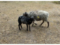 mini-barancekovia-small-2