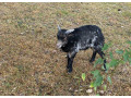 mini-barancekovia-small-3