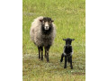 mini-barancekovia-small-0