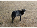 mini-barancekovia-small-4