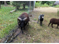 mini-barancekovia-small-1