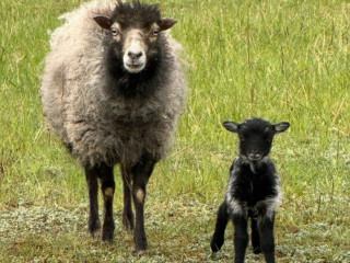 mini-barancekovia