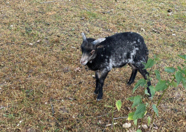 mini-barancekovia-big-3