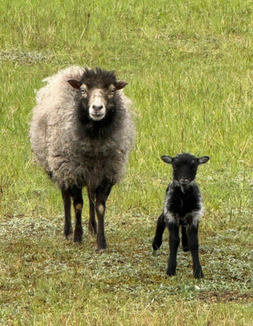 mini-barancekovia-big-0