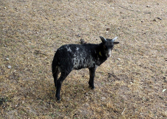 mini-barancekovia-big-4