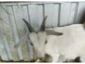 predam-small-2