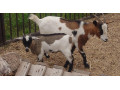predam-holandsku-minikozu-small-0