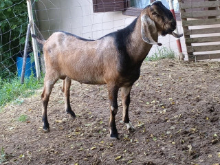 100anglonubijsky-cap