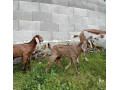 anglonubijska-koza-kozliatka-small-1