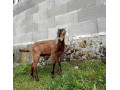 anglonubijska-koza-kozliatka-small-3