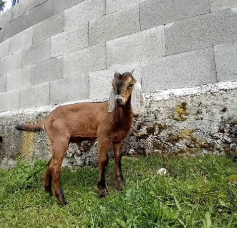 anglonubijska-koza-kozliatka-big-3