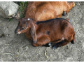 predam-anglonubijskeho-capka-small-1