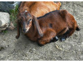 predam-anglonubijskeho-capka-small-0