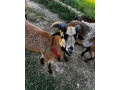 predam-kamerunskeho-barana-small-2