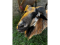 predam-kamerunskeho-barana-small-4