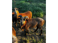 predam-kamerunskeho-barana-small-1