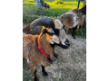 predam-kamerunskeho-barana-small-3