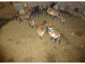 predam-kamerunske-ovecky-small-2