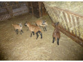 predam-kamerunske-ovecky-small-0