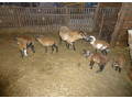 predam-kamerunske-ovecky-small-1