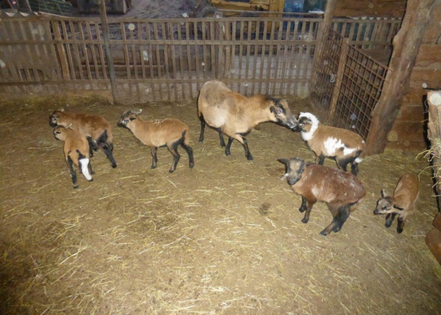 predam-kamerunske-ovecky-big-1
