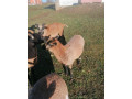kamerunske-ovce-a-barany-small-3