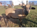 kamerunske-ovce-a-barany-small-1