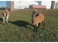 kamerunske-ovce-a-barany-small-2