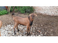 capko-small-1