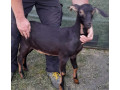 predam-kozicku-small-0