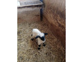walisersky-barancek-small-0