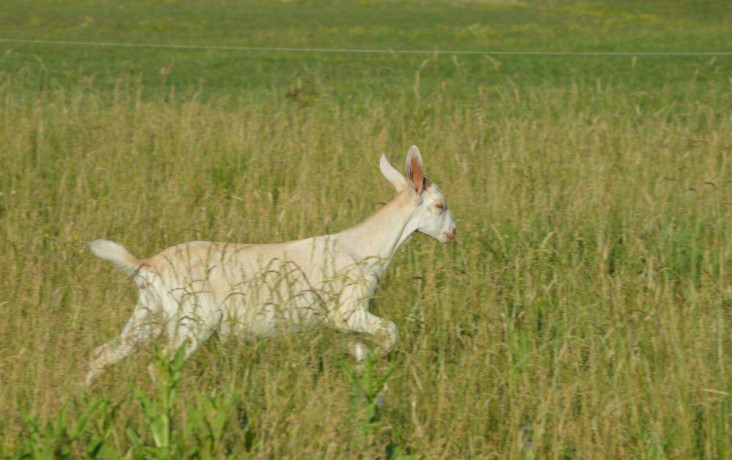 35-mesacna-kozicka-big-1