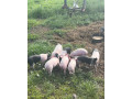 predam-prasiatka-small-2