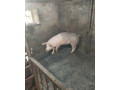 predam-osipane-small-3