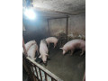 predam-osipane-small-1
