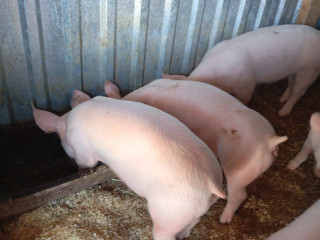 odstavcata