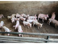 prasata-odstavcata-small-2