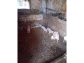 predam-domaci-chov-small-2