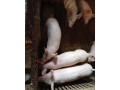 predam-odstavcata-small-1