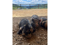 svinky-kune-kune-small-0