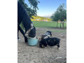 svinky-kune-kune-small-1