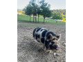 svinky-kune-kune-small-3