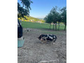 svinky-kune-kune-small-2