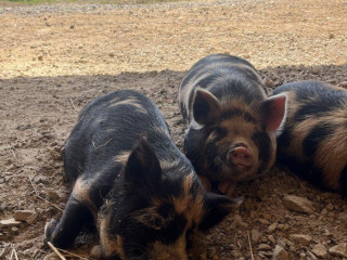 svinky-kune-kune