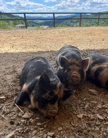 svinky-kune-kune-big-0