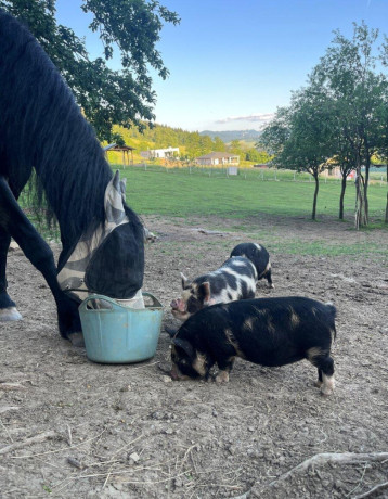 svinky-kune-kune-big-1