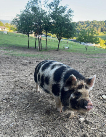 svinky-kune-kune-big-3