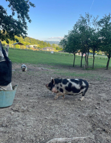 svinky-kune-kune-big-2
