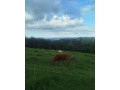 jalovica-limuzin-limusinlimousine-small-0