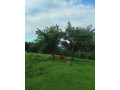 jalovica-limuzin-limusinlimousine-small-2